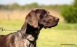 KAYA v.d. Blanke Biele (Archie Keiviento x Tessa v.d. Blanke Biele) - 12 m-cy