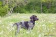 TOOS (Archie Keiviento x Djody v.d. Lutevelde) - 5 m-cy