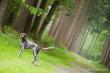 TOOS (Archie Keiviento x Djody v.d. Lutevelde) - 5 m-cy