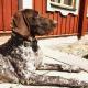 Wingmark`s EEWA NELLY (Archie Keiviento x Wingmark`s Cinta)