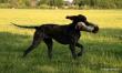 JOSCA v.d Varenbeek - 8 m-cy (Archie Keiviento x Kima v.d. Varenbeek)
