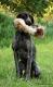 JOSCA v.d Varenbeek - 8 m-cy (Archie Keiviento x Kima v.d. Varenbeek)