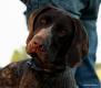 JOSCA v.d Varenbeek - 8 m-cy (Archie Keiviento x Kima v.d. Varenbeek)
