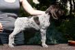 GRIM z B�ilick� Z�toky  -  8 tyg. (Archie Keiviento x Brita z Potonskiej Luky)