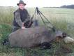 Odyniec strzelony podczas porannego polowania - waga 110 kg. Darz B�r.