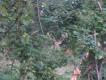 By� na strza�, ale nie zd�rzy�em go oceni�
