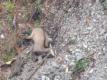 ... tak by�o zaraz po strzale na 226 metr�w. Kozica spad�a w d� oko�o 20 metr�w...
