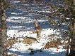 Z okna samochodu.
Jak w tytule. Dwa ostatnie zdj�cia z  galerii zrobi�em podchodz�c zakrzaczonym potokiem na ok 60-70m. Fotki zrobione w ci�gu jednego dnia. 
Jeszcze dwie fotografie z marca...