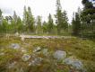 Zdj�cie 6.
Lasotundra, �rodowisko przej�ciowe pomi�dzy tajg� a tundr�. �wietne dla g�uszc�w, ale cietrzewie zagl�daj� tu rzadko, s� to ptaki g�stej tajgi. Dlatego to tutaj mo�na spotka� skrzekoty..