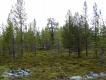 Zdj�cie 7.
Lasotundra, �rodowisko przej�ciowe pomi�dzy tajg� a tundr�. �wietne dla g�uszc�w, ale cietrzewie zagl�daj� tu rzadko, s� to ptaki g�stej tajgi. Dlatego to tutaj mo�na spotka� skrzekoty..