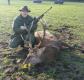 Polowanie zbiorowe metod� szwedzk�. Jele� byk II kl. 7 lat, waga w skupie 152 kg. Wieniec na mokro 5,62 kg.  