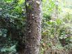Zdj�cie 41. W d�ungli nawet pnie s� kolczaste..