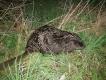Spotka�em go jakie� 400 metr�w od najbli�szego cieku wodnego. Da��si�obfotografowa�, ma�o zwrotny jest w oddaleniu od wody.  
