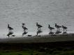 Specjalnie dla Pablo~
Pyta�e� w maju, jak posz�y l�gi u bernikli bia�olicych. Kiepsko.. Na tych rozlewiskach l�gnie si� 900-1000 par, wyprowadzaj� co roku 5000 g�si�t. W tym roku nie b�dzie tysi�ca.. Na tym zdj�ciu 4 stare i 2 m�ode - zamiast 10 m�odych, i tak to tego lata wygl�da.