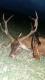 168kg, 6 lat, masa wieca 6,3 kg, Blaser K95 6,5x55 SE