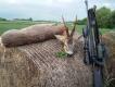 pierwszy w sezonie - szstak nieregularny - 5 lat - Blaser R8 w kalibrze 22-250