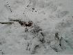 Ofiary drapie�nik�w
Sarna jest ofiar� rysia, kt�rego pi�tna�cie minut wcze�niej widzia�em z jednego zbocza g�ry na drug� ok. 300 m. Jak wida� ry� specjalnie g�odny nie by� zrobi� na niej kopiec �niegu i ju� do niej nie wr�ci� sta�a si� po�ywieniem dla lis�w po czterech dniach zosta�o po niej troch�- sukni. �ania by�a ofiar� wilk�w. 