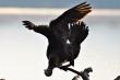 Kormoran (jeden osobnik) taki troch wykrcony:)