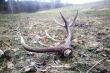 
24-03-2019 2 tyczka dzisiejszego dzionka 12-stak 1.65 kg