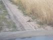 
Wyt� wzrok i znajd�  2 dudki kt�re zagrodzi�y mi drog� podczas polowania ...przypadek ? nie s�dz� .....:-)