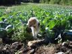 W Szwecji 1 IX zacz si czas polowa na zajce, i na rdzenne bielaki, i na zawleczone szaraki. W poprzednim sezonie pies wypracowywa je jako 'kortdrivande hund', czyli 'krtkogonicy pies' - praca porednia pomidzy pochaczem a goczymi czy ajkami. Ale wwczas znaczna cz podniesionych zajcy uchodzia bez strzau.. Teraz zaczem inaczej: sadzam psa pod wiatr z jednej strony kpy krzakw, szuwarw, czy - jak na tym zdjciu - pola kapusty, obchodz dookoa, i przywouj, a piesek po drodze robi swoje. No i mam takie zdjcie, nieze do pokazywania sceptykom - z pytaniem, po ile byaby kapusta, gdyby nie strzelano szkodnikw?!