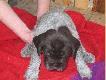 uko�czy�y 3 tydzie�