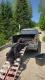 Podpieraj�c si� kawa�kiem 2x4 doszed�em do motoru, przy du�ym wysi�ku wsiad�em na niego i ze skr�con� nog� pojecha�em 5 km na miejsce gdzie karmie nied�wiedzia, wdrapa�em si� na drabin� przy pomocy jednej nogi.i czeka�em, nied�wied� przyszed� po nieca�ym  godzinnym oczekiwaniu. Po strzale zadzwoni�em do Janusza �eby go zabra� i pozbiera� moje narz�dzia pod ambon�, z�ama�em nog�, powiedzia�em i jad� do domu, a do domu 400 kilometr�w.
 Janusz nie zadawa� pyta� tylko zrobi� to o co go prosi�em.. Ten co le�y na podjazdach to m�j.