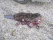 Wypadek
Kiedy wraca�em z Bia�owiezy znalaz�em przejechanego bobra. Nie mia� szans przejsc przez bardzo ruchliwa droge . Szkoda zwierzaka , ca�e szczescie ze jest ich coraz wieciej w naszych lasach . 