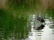 �yski
....i wszystko jasne...;-)