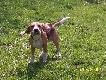 Galeria Artemidy
Oto moje beagle