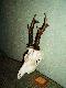 Rogacze
S� to trofea pozyskane przez my�liwych dewizowych.