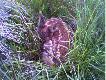 Kozlak w trawie
Natkn��em si� na tego ko�laka podczas dochodzenia dzika strzelonego przez mojego Ojca!