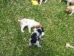 Szczeniaki
Kilka zdj�� szczeniak�w Spaniel Breto�ski. Rasa staje si� coraz bardziej popularna w�r�d polskich my�liwych, co bardzo cieszy. Psy u�ytkowo s� bardzo dobre i uniwersalne. Je�li, kt�ry� z koleg�w jest zainteresowany nabyciem szczeniaka prosz� o kontakt.