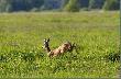 Koz��w ci�g dalszy.......
To samo �owisko tylko wybra�em bardziej p�. jego cz��.Wyb�r celowy poniewa� w tamtym rejone blisko torfowisk widzia�em starego trzytykowca ale by�o zbyt p�zno na robienie  zdj��. �w .Hubert obdarzy� ale trzytykowiez  zapad� sie pod ziemi� :-) ale  to kwestia czasu....i napewno si� spotkamy.