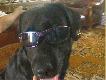 Kamrat w s�onecznym wydaniu:)
Troche goraco bylo....