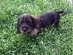 Przyszli pogromcy lis�w ;)
Oto kilka zdj�� 6-tygodniowych jamniczk�w szorstkow�osych z mojej hodowli - w dziale "og�oszenia" mo�na znale�� szczeg�owe informacje na temat piesk�w oraz mojej hodowli - jamniki szorstkow�ose "z rzeszowskiej krainy".