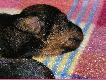 MINIATURY SZORSTKOW�OSE
TO ICH DZIEWI�TY DZIE� �YCIA.