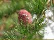 Tak sobie patrz� na ten modrzew i my�l�, ze chcia�bym si� tak solidnie sponiewiera� jak�� mocarn� w�deczk� i wytrze�wie� jak si� och�odzi . . . . . .:-)