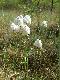 We�nianka