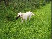 Moja Goldenka Vena spisuje OK z plusem
Vena 19 wrze�nia sko�czy 6 miesi�cy.
Na pierwszych kaczkach nie by�o kaczek ale p�ywa�a, potem na nast�pnym indywidualnym by�y i aportowa�a. Niemrawo co prawda za lot ale przywlek�a do brzegu.
W��czk� dzika ci�gn�a jak po sznurku przez oko�o 300 metr�w dosz�a, sk�r� og�osi�a i rapet� aportowa�a i nosi�a godzin�.