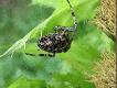 ...pod ambon�
     .^.