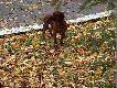 Sky Hubertowy Druh FCI
Synek Samby D�ugouchej Sky Hubertowy Druh FCI  5 m-cy uwielbia zabawe w parku ,w�r�d jesiennych li�ci.