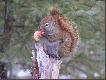 Wsz�dobylskie wiewi�rki wcale nie interesowa�y si� lud�mi. Maj� swoje szyszki i tylko im nie przeszkadza�. Mo�na robi� fotki z bardzo bliska - ok. 2 metr�w