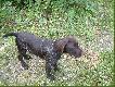 M�j pies na pierwszych wycieczkach
Pies wnsz, w wieku 5 miesi�cy (na zdj�ciach) na pierwszych podr�ach pod moim okiem