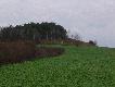 Doszed�em na koniec krzaczk�w. Sarny sta�y u podn�a na oko�o 170m