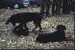 Te dwa to go�cze Polskie a trzeciego rasy niestey nie znam he he he :)