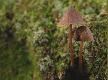 Makro �wiat

