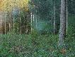Przed zachodem s�o�ca.