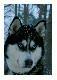 M�j kompan
M�j kompan le�nych spacr�w