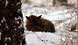 Spotkanie z Lisem Leniuszkiem
W�a�ciwie to wybra�em si� fotografowa� daniele ,id�c przecink� zauwa�y�em ruch wida� by�o tylko uszy :) Podszed�em blizej a tu lisek ko�czy� �niadanie ,kura ba�anta .....poczeka�em a� sko�czy bo ca�y czas nerwowo si� rozgl�da� .
W ko�cu poszed� spa� :) ....